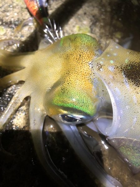 2022 佐渡ヶ島エギング 26回目【10…