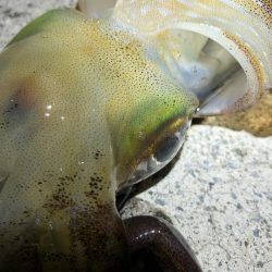 2022 佐渡ヶ島エギング 27回目【10月12日】