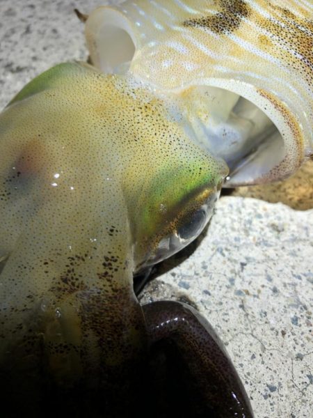 2022 佐渡ヶ島エギング 27回目【10…