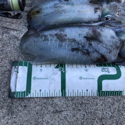 2022 佐渡ヶ島エギング 28回目【10月13日】