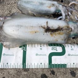 2022 佐渡ヶ島エギング 29回目【10月16日】