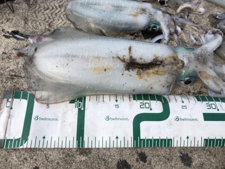 2022 佐渡ヶ島エギング 29回目【10月16日】