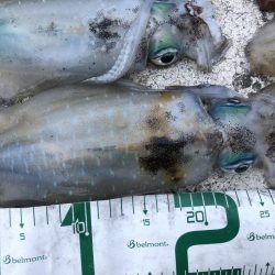 2022 佐渡ヶ島エギング 30回目【10月17日】