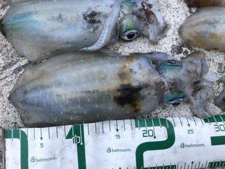 2022 佐渡ヶ島エギング 30回目【10月17日】