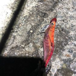 2022 佐渡ヶ島エギング 33回目【10月22日】