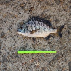エビ撒き釣り　ハネの気配なくアジ・サバばかり