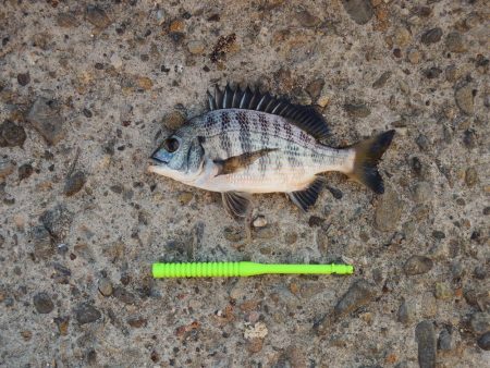 エビ撒き釣り　ハネの気配なくアジ・サバばかり