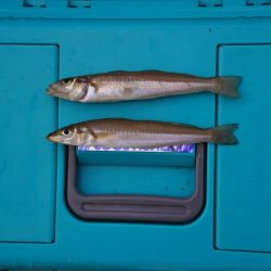 キス釣り　渋い