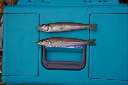 キス釣り　渋い