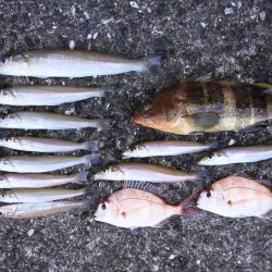 秋晴れのキス釣り　落ちギスはまだ早い？