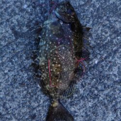 サバの猛攻にあいながら