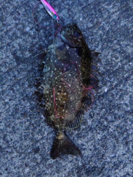 サバの猛攻にあいながら