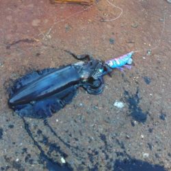 デイエギングでアオリ好調♪