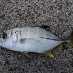 エビ撒き釣りで五目釣り♪