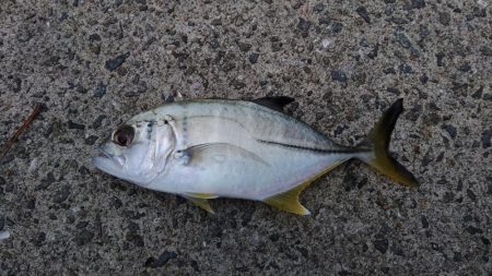 エビ撒き釣りで五目釣り♪