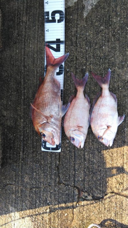 ハイシーズン突入