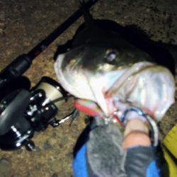 ぶら　しーばす！！