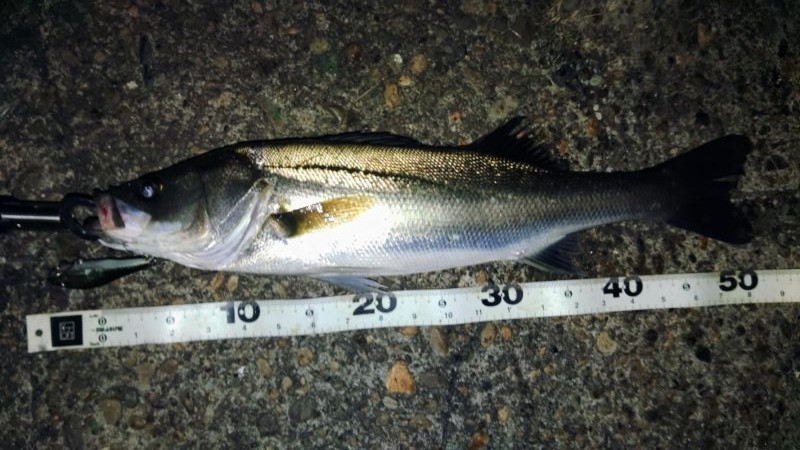 ぶらシーバス！！