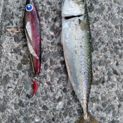 青物はどこへ？