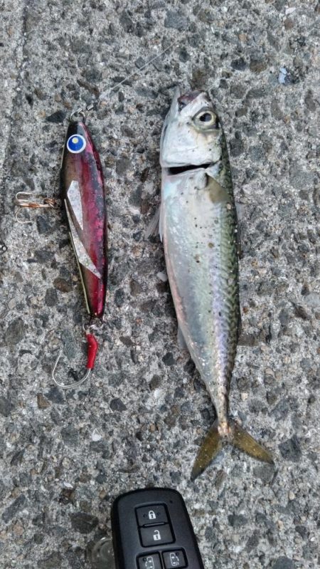 青物はどこへ？