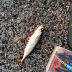 さば、さば、さば・・・・