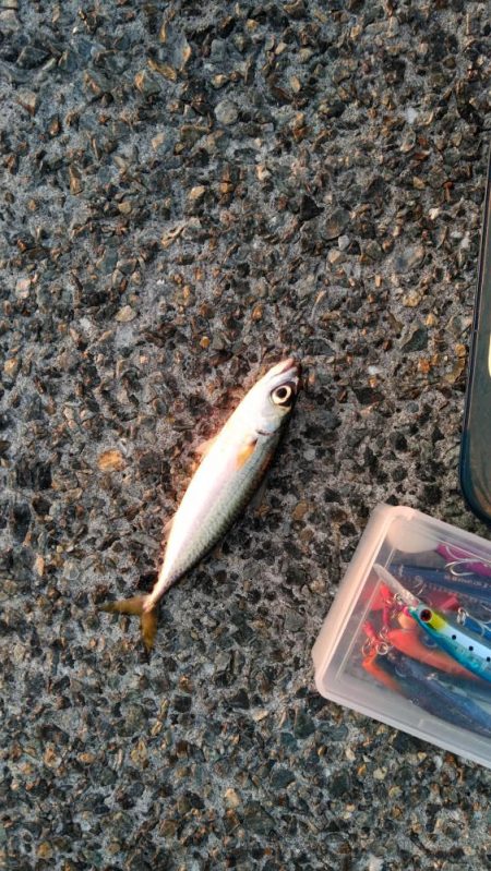 さば、さば、さば････