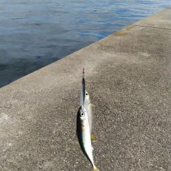 釣り座争い激化！