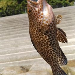 タチウオ他狙い