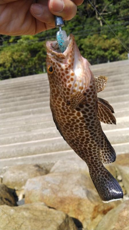 タチウオ他狙い