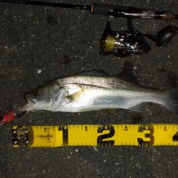 満潮時の浅場攻略