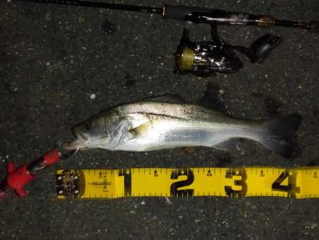 満潮時の浅場攻略