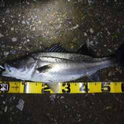 落ちアユパターン狙い