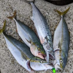 サワラ　ｷﾀ━━━━(ﾟ∀ﾟ)━━━━!!