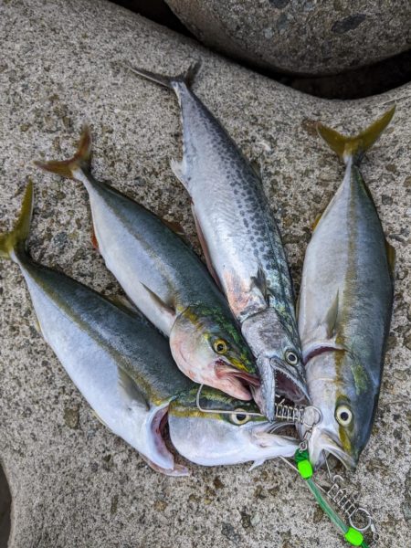 サワラ　ｷﾀ━━━━(ﾟ∀ﾟ)━━━━!!