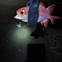 名前のわからん魚が…