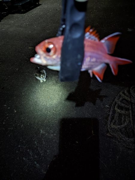 名前のわからん魚が…