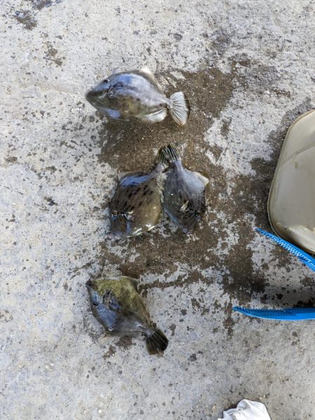 カワハギに夢中