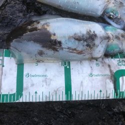 2022 佐渡ヶ島エギング 21回目【10月1日】