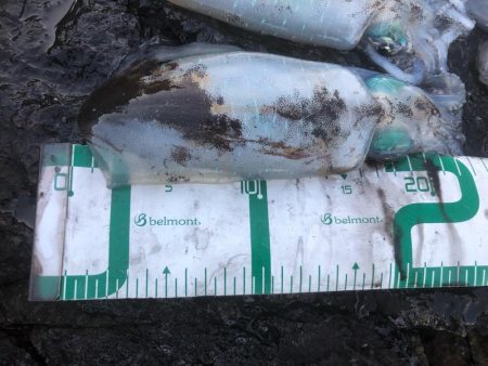 2022 佐渡ヶ島エギング 21回目【10月1日】