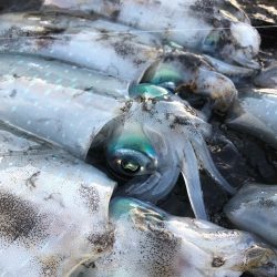 2022 佐渡ヶ島エギング 19回目【9月29日】