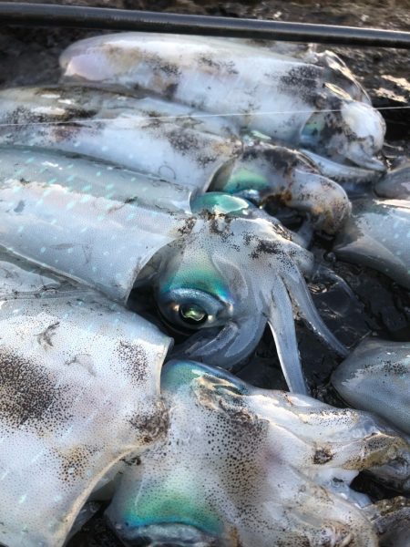 2022 佐渡ヶ島エギング 19回目【9月…