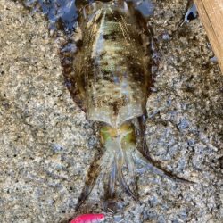 エギング、アジング