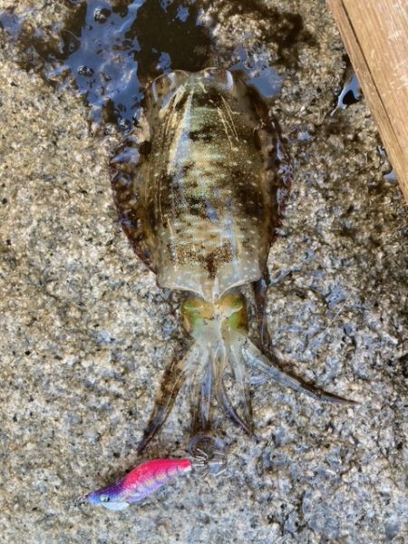 エギング、アジング