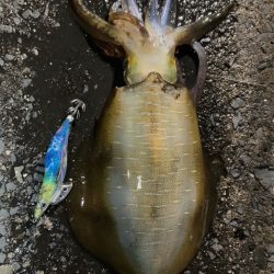 エギング、アジング