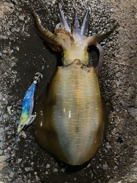 エギング、アジング