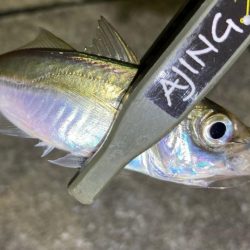 中アジ探しで、豆アジ釣り。