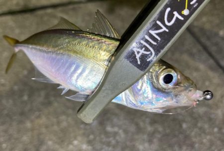 中アジ探しで、豆アジ釣り。