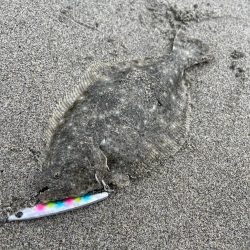 鳥とナブラがハンパない！