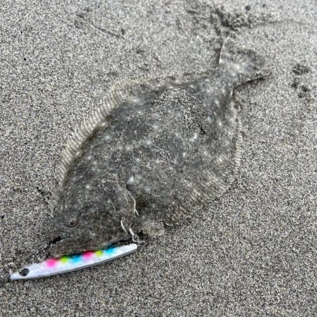 鳥とナブラがハンパない！