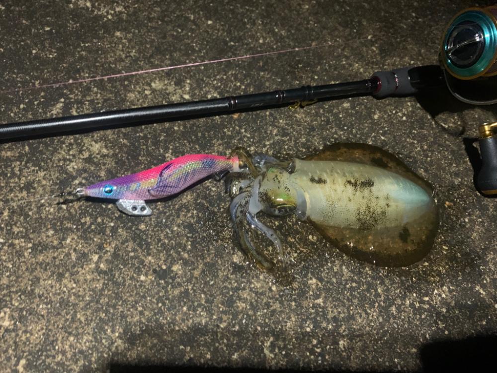 久々にアオリイカ